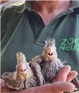 Brutzeit in Australien