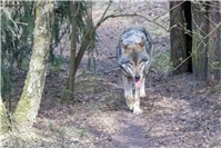 Bundestag beschließt praktikables Wolfsmanagement