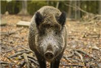 Camperin in Hängematte von Wildschweinen bedroht
