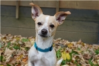 Chihuahua-Mix sucht liebevolle Menschen