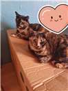 Coco und Baylie suchen neuen Sofaplatz