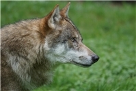 DNA-Probe bestätigt: Wolf reißt vier Ziegen im Westerwald