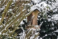 Den heimischen Wildvögeln helfen