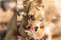 Der Speiseplan der Zootiere