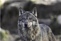 Der Wolf kehrt zurück - Fachleute informieren