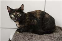 Diana sucht ein Zuhause