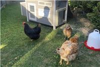 „Die Hühner op Jück“