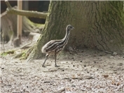 Drei Emu-Küken im Zoo Neuwied geschlüpft
