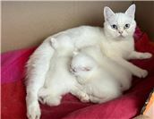 Dringend Pflegestellen für tragende Katzen gesucht
