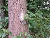 Eichenprozessionsspinner breiten sich aus: Vorsicht im Umfeld befallener Bäume