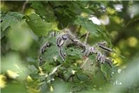 Eichenprozessionsspinner breiten sich in Mayen aus