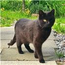 Einsame Katzen hoffen auf ein glückliches neues Jahr