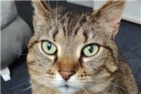 Einzelprinzessin sucht liebevolles Zuhause