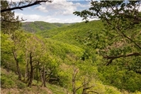 Entwurf des Raumordnungsplanes Mittelrhein-Westerwald: Wirkungslos für Natur, Wälder und Biodiversit