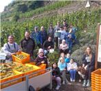 Erfolgreiche Traubenlese im Razejungewingert