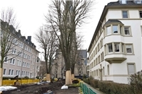 Erhalt der Linden in der Südallee in Koblenz gesichert