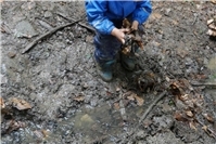 Erlebnisreiche Waldwoche der katholischen Kita Arche Noah in Oberwinter mit tierischen Entdeckungen