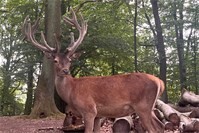 Erlebnisreicher Kita-Betriebsausflug im Wildpark Rolandseck stärkt Teamgemeinschaft