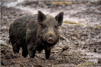 Erster Fall von Afrikanischer Schweinepest in NRW