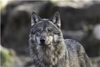 Erstmals Antrag auf Entnahme eines Wolfes gestellt