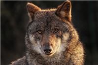 Europaratsentscheidung zum Wolf: Weidetiere besser geschützt