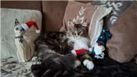 Festtage (nicht nur) mit Katzen
