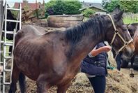 Fortuna hilft e.V. rettet Pferde aus katastrophalen Zuständen