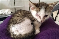 Frühjahr bringt Katzenleid: Kittenflut und stilles Sterben