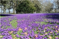 Frühlingserwachen in Koblenz: Ein Blütenmeer aus Zwiebelblumen