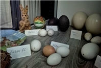 Frühlingshafte Entdeckungen im Heimatmuseum Rheinbrohl