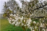 Frühlingswanderung auf dem Streuobstwiesenweg in Mülheim-Kärlich
