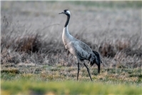 Funde weiterhin dem Veterinäramt melden