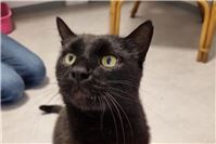 Fundkater Dietmar, den keiner vermisst