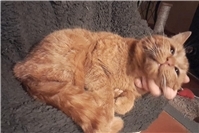Garfield, roter Kater aus Bad Neuenahr-Ahrweiler, sucht liebevolles Zuhause