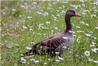 Geflügelpest: Nachweis des Virus bei Wildvögeln im Rhein-Sieg-Kreis