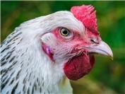 Geflügelpest im Kreis MYK: Stallpflicht aufgehoben