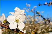 Geführte Kirschblütenwanderung am Ostermontag