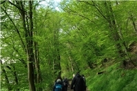 Geführte Wanderung auf der Wällertour Stöffel-Route im Westerwald 2026