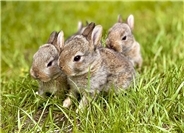 Grausamer Fund: Drei Kaninchen getötet