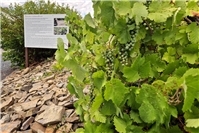 Römischer Weinbau am Mittelrhein