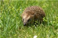 Igel in Mendig durch Mähroboter verletzt