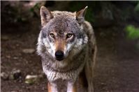 Illegaler Abschuss von Wölfin im Westerwald
