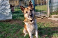 Imposanter Hund sucht erfahrene Halter und ruhige Lage