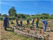 Inklusive Kräuter-Pflanzaktion im Sinziger Gemeinschaftsgarten