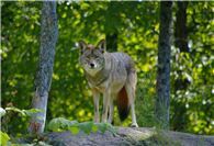 Jäger: Wolf soll ins Jagdrecht aufgenommen werden