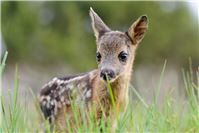 Jäger appellieren zu rücksichtsvollen Umgang mit Rehkitzen