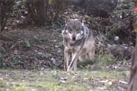 Jäger dürfen Wolf im Westerwaldkreis schießen 