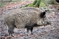 Jägerinnen und Jäger müssen Proben von toten Wildschweinen untersuchen lassen