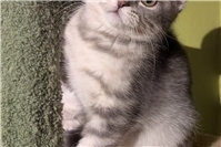 Joey, Josie und Jazzy: Scottish Fold-BKH Mix Katzen suchen Körbchen für immer