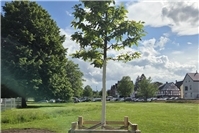 KG Rheinfreunde pflanzt Baum in Neuendorf als Zeichen nachhaltigen Engagements
